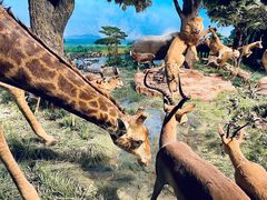 -国家自然博物馆