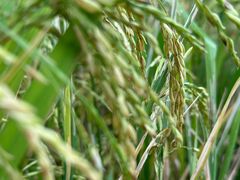 -广东花都香草世界旅游度假区