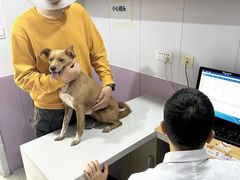 -A猫a狗全科·犬猫异宠·芥西宠物医院(南开总院)