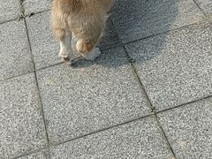 -张坝桂圆林公园