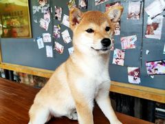 -柴犬高等学院·狗咖·柴犬售卖·宠物训练