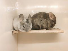 -龙猫仔乐园(惠福东路店)