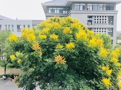 -东南大学(九龙湖校区)