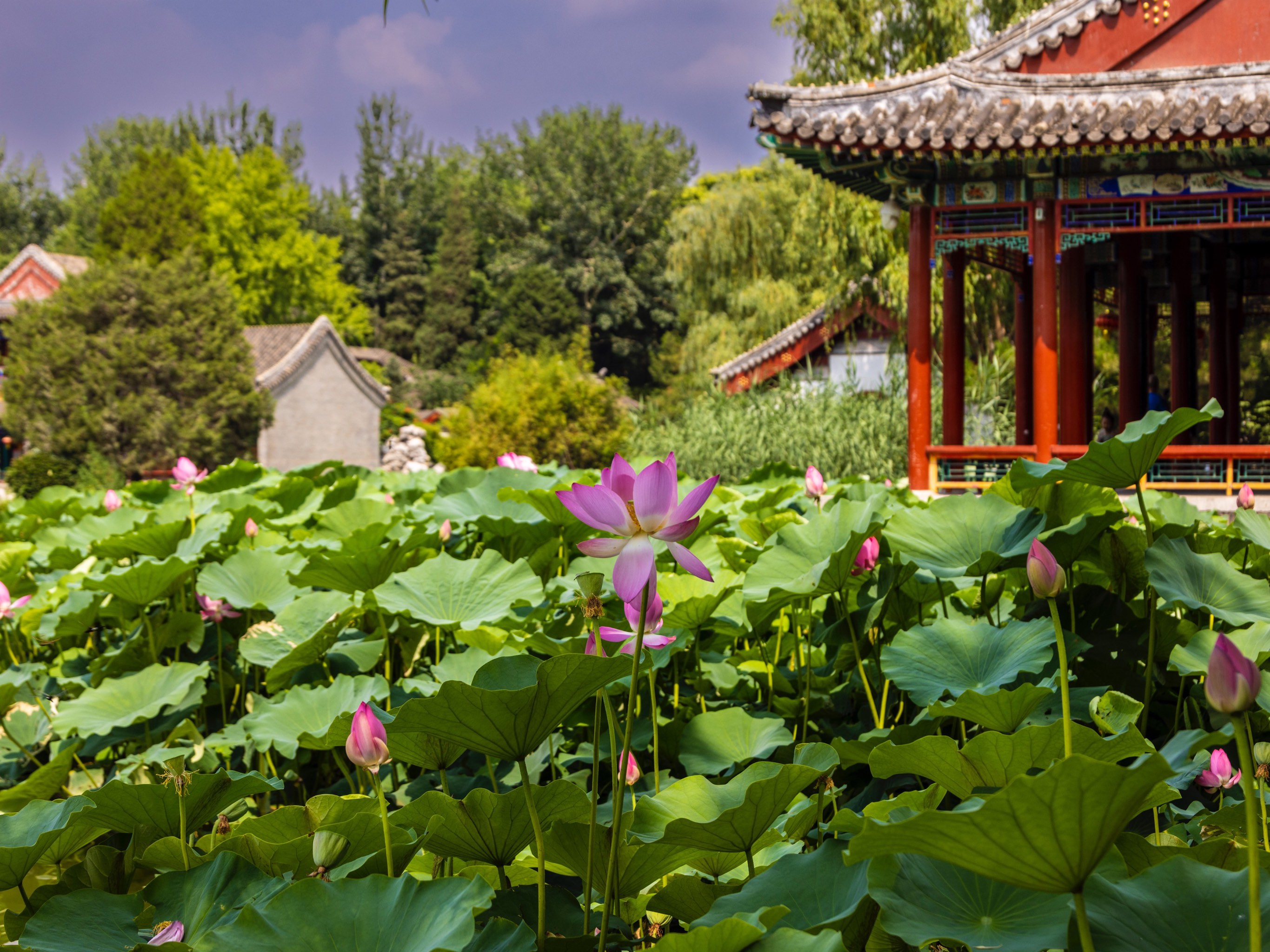 荷花大观园地图图片