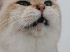 -有喵·猫咖·狗咖·30几只猫10只小狗(岗厦店)