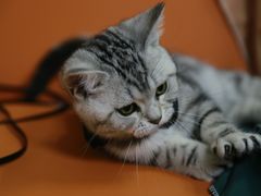 -lincat·猫舍(广州店)