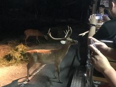 -清迈夜间动物园