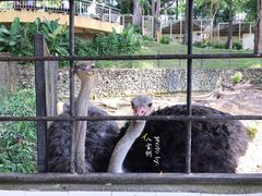 -吉隆坡雀鸟公园