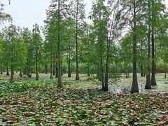 -池杉湖湿地公园