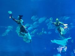 -烟台海昌鲸鲨海洋公园