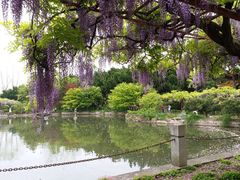 -嘉定紫藤园