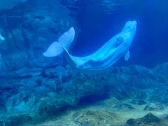 -珠海长隆海洋王国