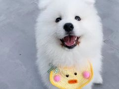 -小猫来了·猫舍(红山六九七九店)