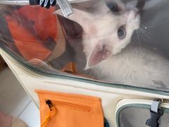 -美联众合动物医院·24h京西诊疗中心