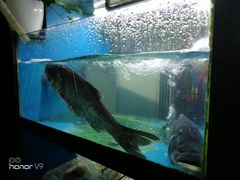 -全乐鱼馆·淳牌有机鱼直营店