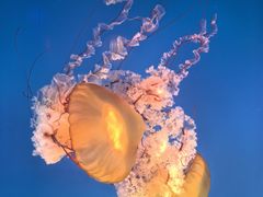 -太平洋海底世界