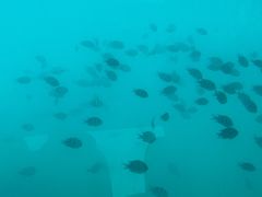 -亚龙湾海底世界