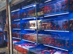 -青石桥花鸟鱼虫市场(叠翠城店)