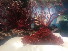 -绮丽珊瑚(台北101旗舰门市店)