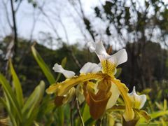 -东莞植物园