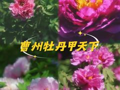 -曹州牡丹园