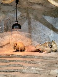 -Zoolung Zoolung动物主题公园(海信广场店)