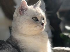 -喵屿·大理花园猫咖