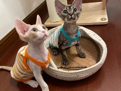 -山宅一喵德文卷毛猫舍