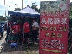 -从化深英荔枝黄皮龙眼采摘园