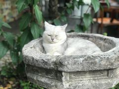 -喵屿·大理花园猫咖