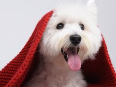 -FAELING PETS美天灵宠物(富力广场店)