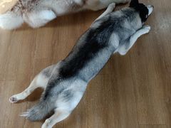 -Husky Go! 哈士奇体验馆·宠物咖啡厅狗咖