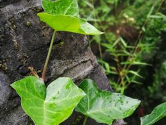 -梦姑塘文化公园