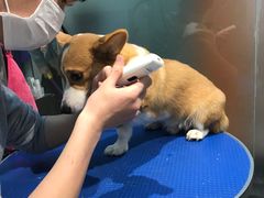 -PETKIT 小佩宠物·低压洗护·美容·寄养(安远店)