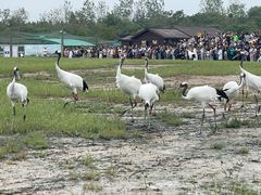 -盐城丹顶鹤湿地生态旅游区