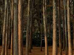 -杭州植物园