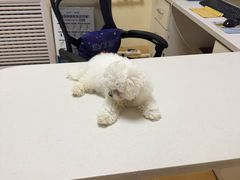 -瑞派宠物医院·24小时骨科·心脏·核磁(哈尔滨南岗店)