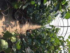 马陆小张葡萄园-马陆小张葡萄园农家乐