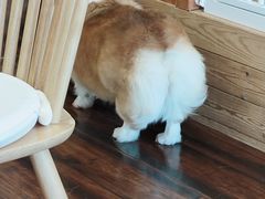 -豆柴町-柴犬主题狗咖(红鼎国际C座店)