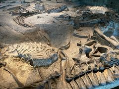 -自贡恐龙博物馆