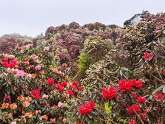 -贵州百里杜鹃风景名胜区
