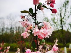 -上海长兴岛郊野公园