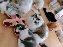 -猫腻·猫咖·撸猫馆(星光大道店)