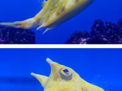 -烟台海昌鲸鲨海洋公园