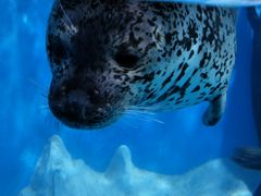 -多彩贵州城极地海洋世界