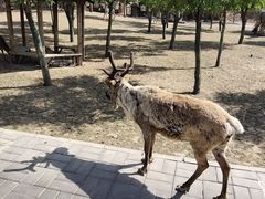 -北京鹿世界主题园