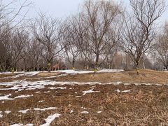 -永定河休闲森林公园