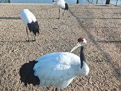 -盐城丹顶鹤湿地生态旅游区