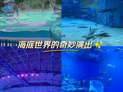 -海合安武汉极地海洋公园