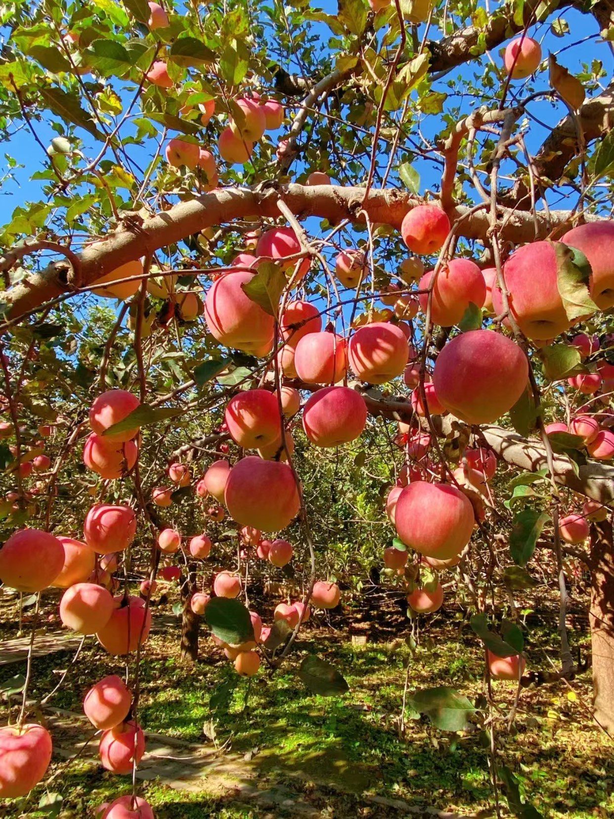 揪个北方人问问苹果树真的长这样吗